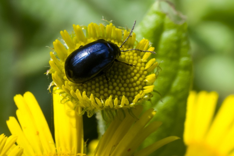 Beetle on Fleabane Flower