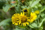 Beetle on Fleabane Flower