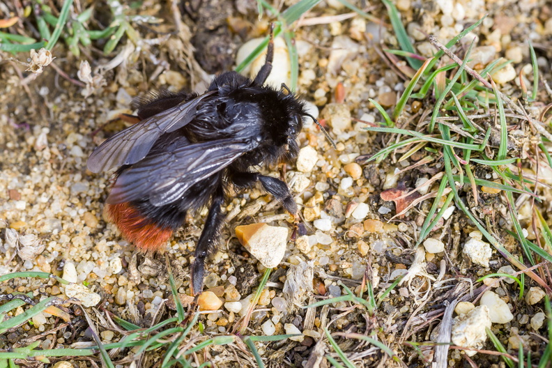 red-tailed-bumblebee-sp90-g-PK15326.jpg