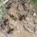 Heather Colletes Bees