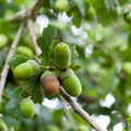 English Oak Acorns