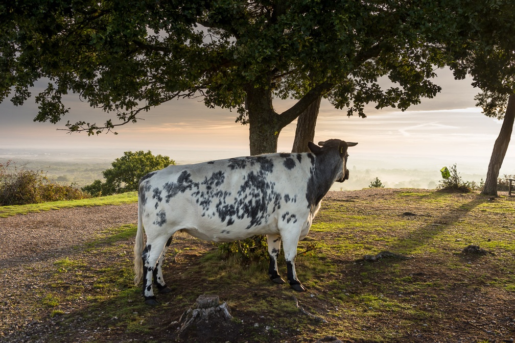 Contemplative Cow