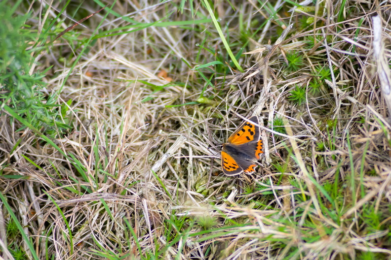 small-copper-butterfly-sp90-g-PK15239.jpg