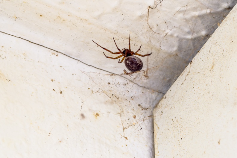 Noble False-widow Spider  PK15957