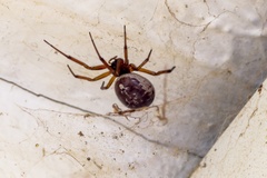 Noble False-widow Spider 