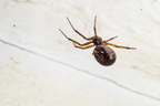 False-widow Spider PK15971