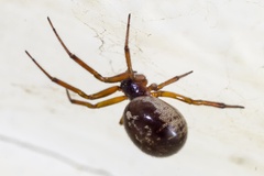 Noble False-widow Spider  PK15971