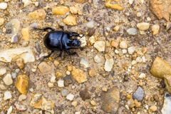 Minotaur Beetle - PK16029