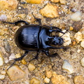 minotaur-beetle-sam35-cg-PK16029.jpg