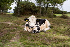 Young Cow Resting PK16129
