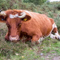 Resting Cow  PK16194