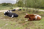 Cows Resting in a Semicircle  PK16185