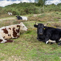 Resting Cows  PK16197