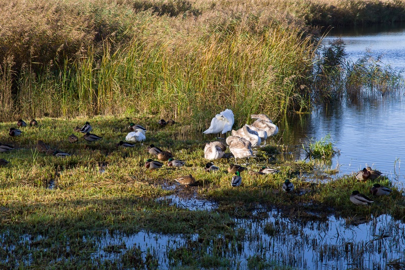 Swans and mallard ducks