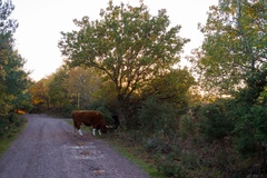Autumn Sunset with Cow