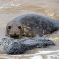 Inquisitive Grey Seal