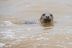 Inquisitive Grey Seal 