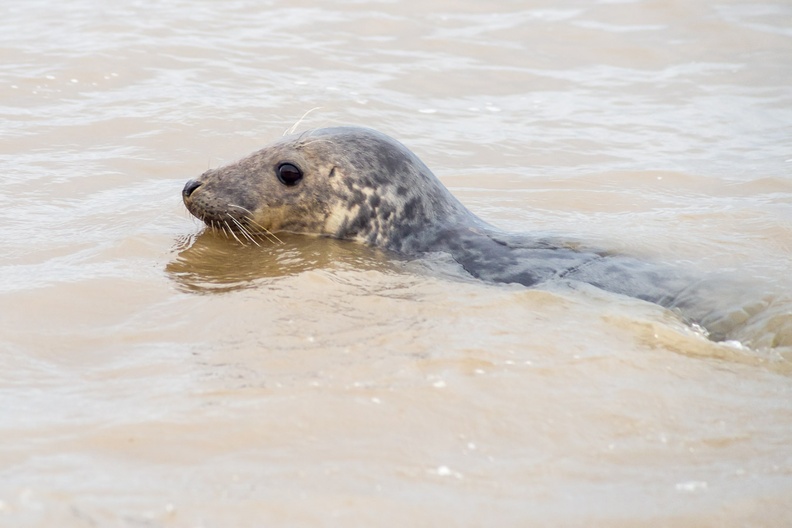 Grey Seal Swimming 