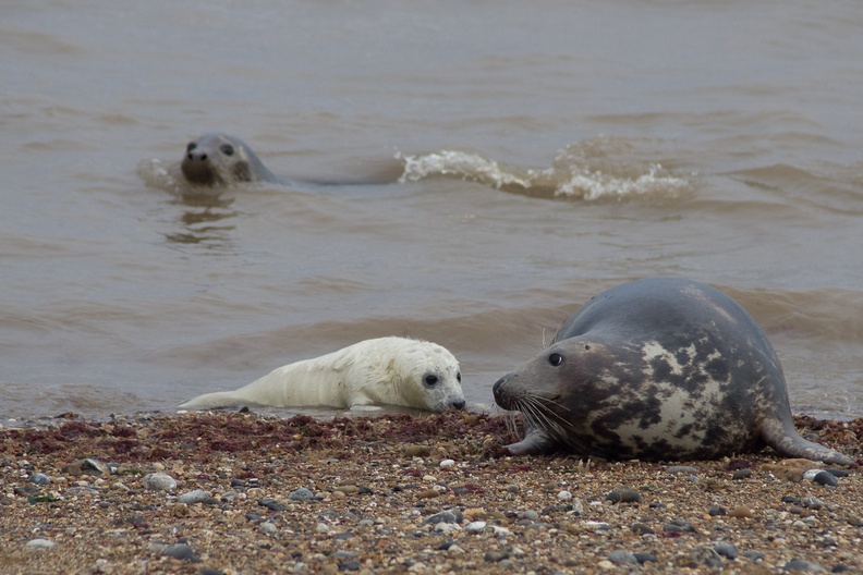 Grey Seals and Pup