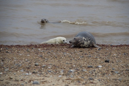 Grey Seals and Pup