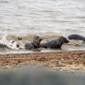 Grey Seal Juveniles Playing 