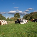 COWS RESTING