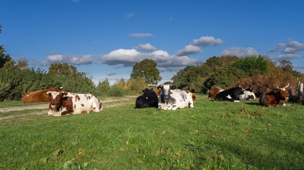 COWS RESTING