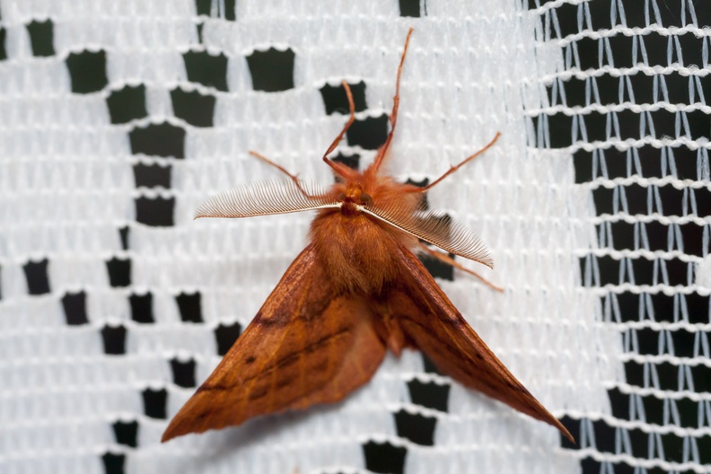 feathered-thorn-moth-l60-g-40D0787.jpg