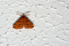 Feathered thorn (Colotois pennaria) moth