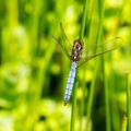 Keeled Skimmer Dragonfly