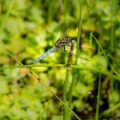 Keeled Skimmer Dragonfly