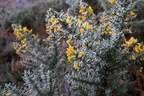 Frosted Gorse Flowers