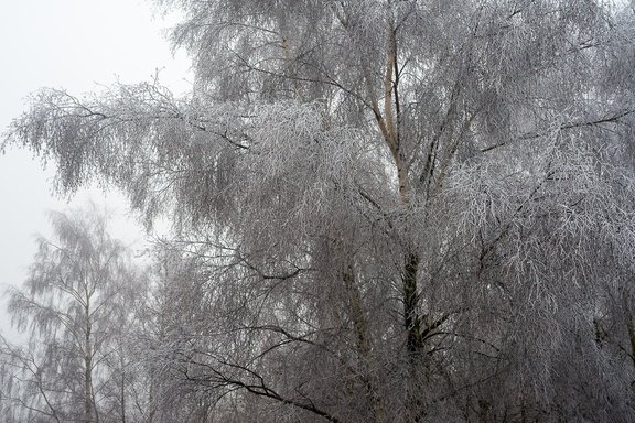 Frosty Silver Birch