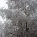 Frosty Silver Birch