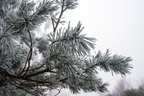Frosty Pine Needles