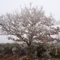 Frosty Oak