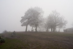 Jubilee Clump in Freezing Fog