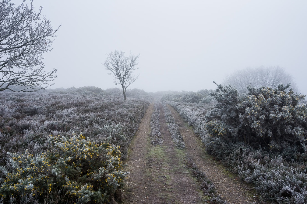 Frozen Heath