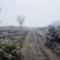 Frozen Heath