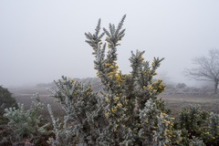 Gorse Covered in Frost