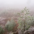 Frosty Pine Sapling