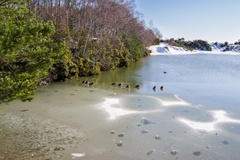 Sleeping Ducks on Ice