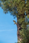 Grey Squirrel Perched in Pine