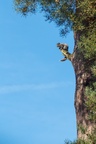 Grey Squirrel on Pine Tree