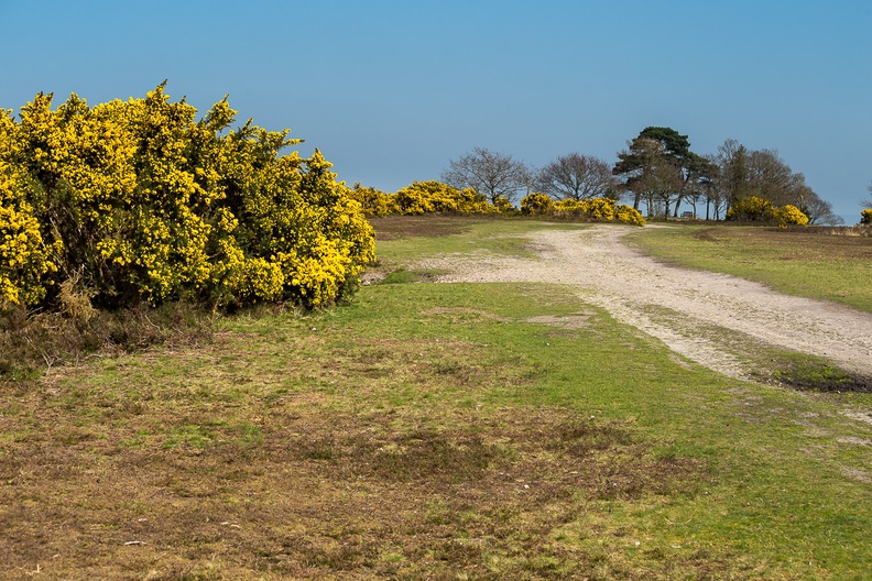 GORSE BLOOM AT JUBILEE CLUMP