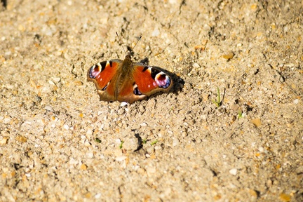 PEACOCK BUTTERFLY