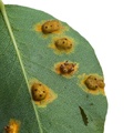 Pear Rust Fruiting Bodies