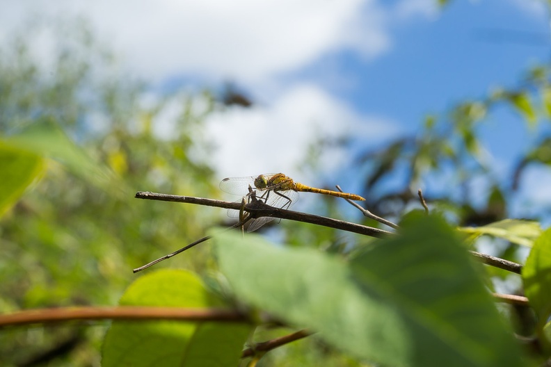 dragonfly-l60-g-6d04059.jpg
