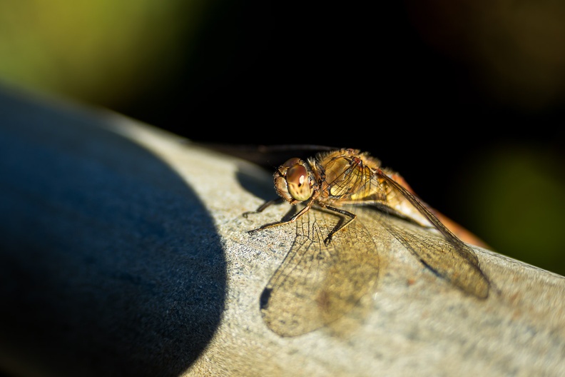 darter-dragonfly-sp60-300-g-6d05326.jpg
