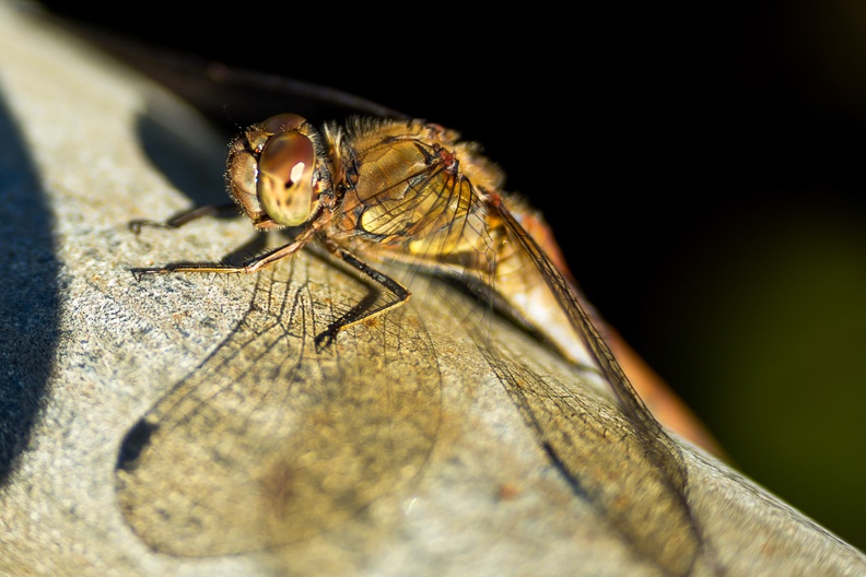 darter-dragonfly-sp60-300-cg-6d05326.jpg